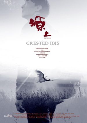 Crested Ibis's poster