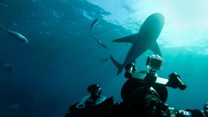 World's Biggest Bull Shark?'s poster