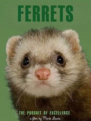 Ferrets's poster