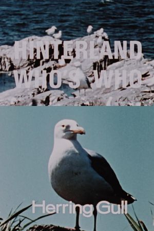 Hinterland Who's Who: Herring Gull's poster