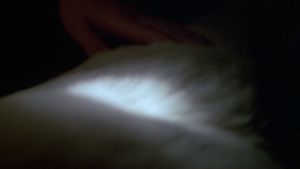 White Dog's poster