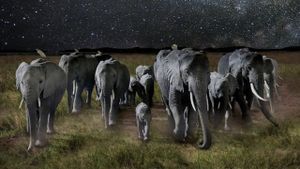 La nuit des éléphants's poster