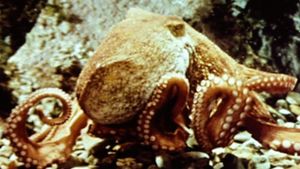 The Love Life of an Octopus's poster