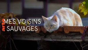 Mes voisins sauvages's poster