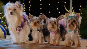 Puppy Star Christmas's poster