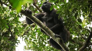 Gorillas of Gabon's poster