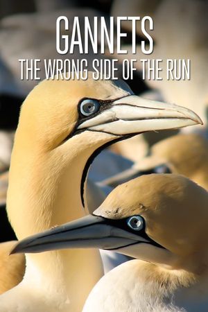 Gannets: The Wrong Side of the Run's poster