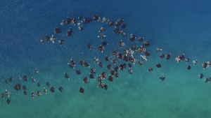 Ocean with David Attenborough's poster
