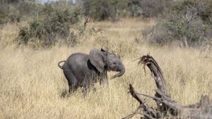 Naledi: A Baby Elephant's Tale's poster