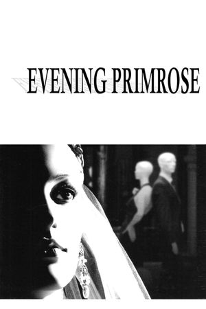 Evening Primrose's poster