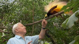 Attenborough's Paradise Birds's poster