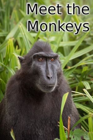 Meet the Monkeys's poster