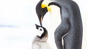 Penguins: Meet the Family's poster