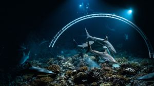 700 Sharks's poster