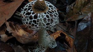 Fantastic Fungi's poster