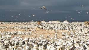 Gannets: The Wrong Side of the Run's poster