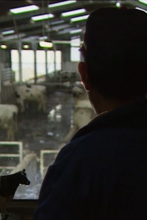 Des taureaux et des vaches's poster