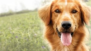 A Dog's Purpose's poster