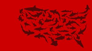 United Sharks of America's poster