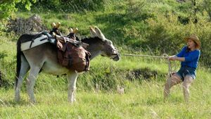 My Donkey, My Lover & I's poster
