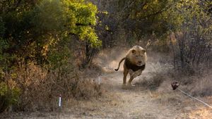 Man V. Lion's poster