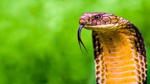 Secrets of the King Cobra's poster