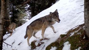 Vivre avec les loups's poster