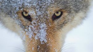 Wolf's poster
