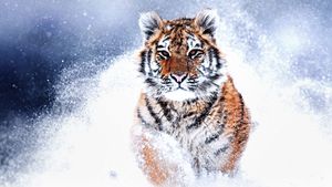 Russia's Wild Tiger's poster