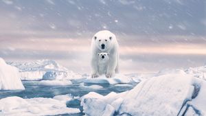 Polar Bear's poster