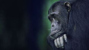 Kingdom of the Apes: Battle Lines's poster