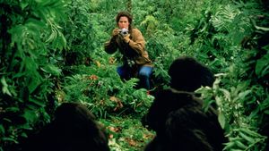 Gorillas in the Mist's poster