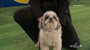 The 2018 American Rescue Dog Show's poster