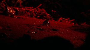 The Descent's poster