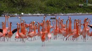 Tauchparadies Bonaire's poster