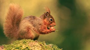 Cumbrian Red - Saving Our Red Squirrel's poster