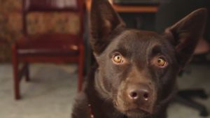 Koko: A Red Dog Story's poster