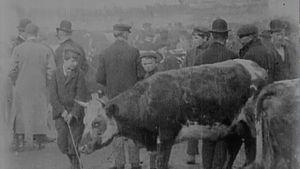 Cattle Market in Derry's poster