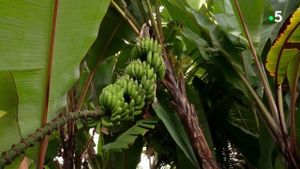 Gardons la banane !'s poster
