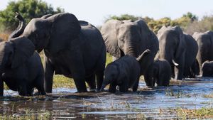 Elephant's poster
