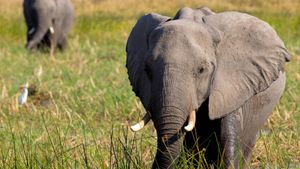In the Footsteps of Elephant's poster