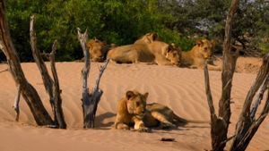 Desert Warriors: Lions of the Namib's poster