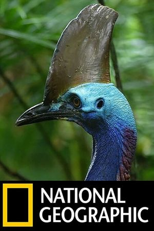 Dino Bird's poster