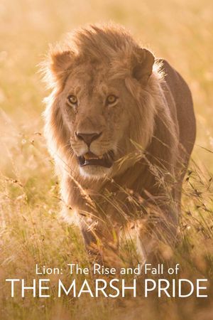 Lion: The Rise and Fall of the Marsh Pride's poster