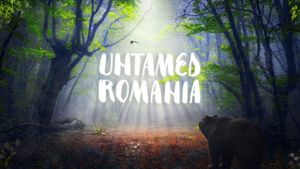 Untamed Romania's poster