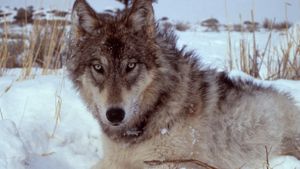 Yellowstone: The Mystery of the Wolves's poster