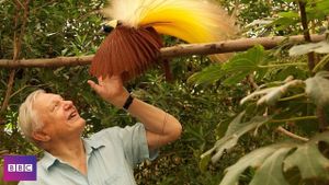 Birds of Paradise's poster