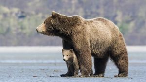 Bears's poster