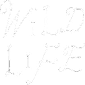 Utada Hikaru-WILD LIFE 2010's poster