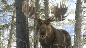 A Christmoose Carol's poster